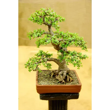Bonsai Plants